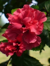 Pride of Hankins Hibiscus, Hibiscus rosa-sinensis 'Pride of Hankins'